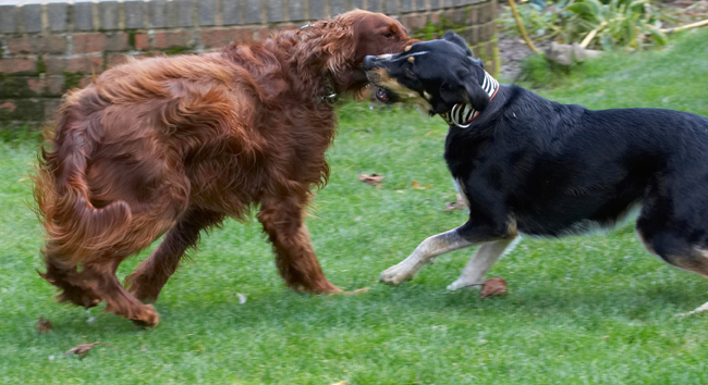 C'mon, show me what you got
Palabras clave: Alfie Dog Dogs Ella Greek mutt Irish Setter