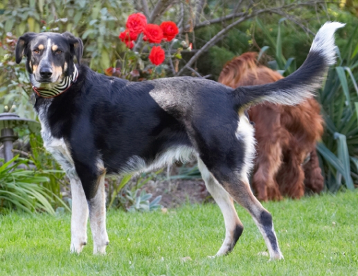 Wot's goin' on?!
Keywords: Dog Dogs Ella Greek mutt Tongue