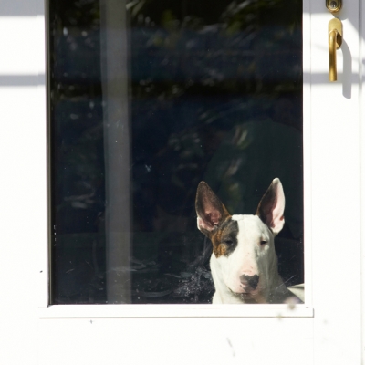 How come they get all the fun?!
Keywords: Dog Dogs English Bull Terrier Mana Terriers