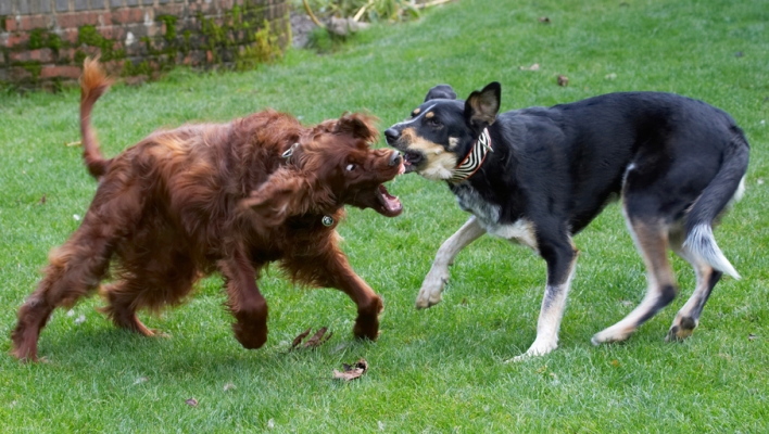 Boy, am I scared
Keywords: Alfie Dog Dogs Ella Greek mutt Irish Setter