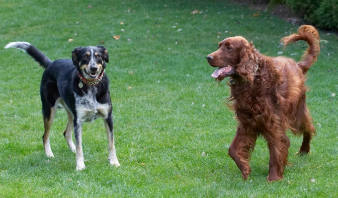 We're the best of friends really
Keywords: Alfie Dog Dogs Ella Greek mutt Irish Setter Tongue