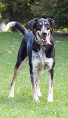 OK, I'm ready for anything
Keywords: Dog Dogs Ella Greek mutt Tongue