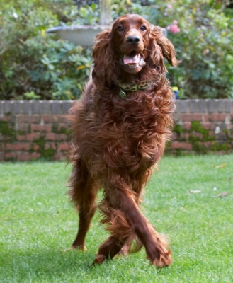 Line dancing
Keywords: Aflie Dancing Dog Dogs Irish Setter