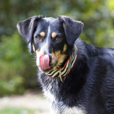 Hey, not everyone can do this
Schlüsselwörter: Dog Dogs Ella Greek mutt Tongue