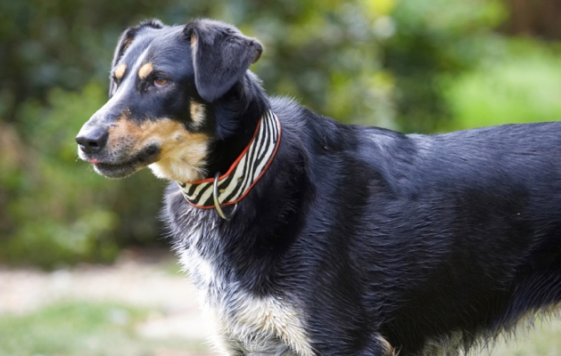 What's going on over there?
Ključne besede: Dog Dogs Ella Greek mutt
