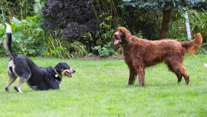 C'mon, let's play
Schlüsselwörter: Alfie Dog Dogs Ella Greek mutt Irish Setter Tongue