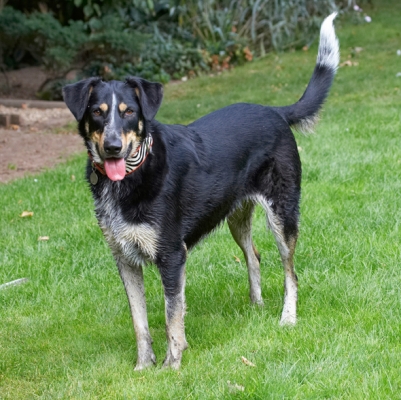 I'm still thinking
Schlüsselwörter: Dog Dogs Ella Greek mutt Tongue