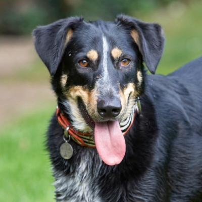 Hey, don't I look pretty
Palabras clave: Dog Dogs Ella Greek mutt Tongue