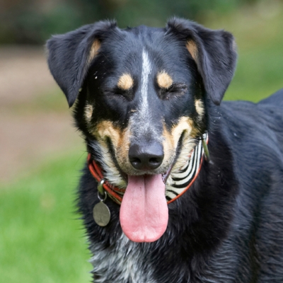 Jus' gotta do my facial exercises
Palabras Clave: Dog Dogs Ella Greek mutt Tongue