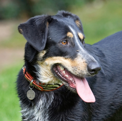 There, I'm all bright eyed and bushy tailed
Keywords: Dog Dogs Ella Greek mutt Tongue