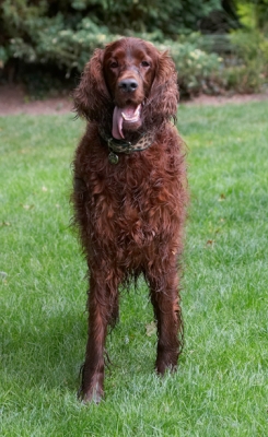 Getting this muddy is exhausting
Keywords: Aflie Dog Dogs Irish Setter Tongue
