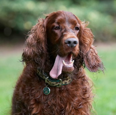Boy, I'm pooped
Keywords: Aflie Dog Dogs Irish Setter Tongue