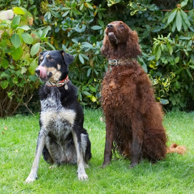 Is there some for me?
Ключові слова: Alfie Dog Dogs Ella Greek mutt Irish Setter Tongue