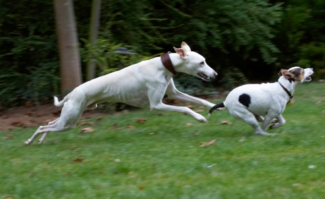 Almost gotcha
Mots-clés: Dog Dogs Jack Russell Terrier Okii Terriers Whippet Willow