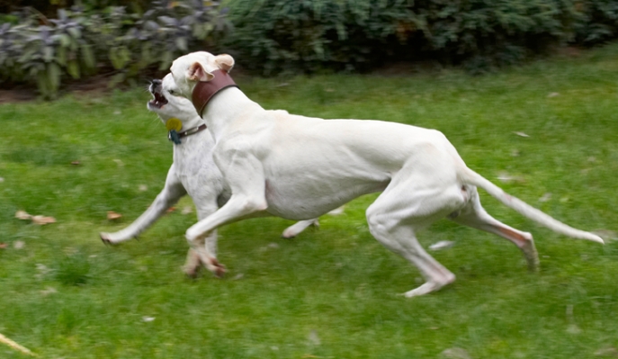 OK, big boy, show me wot you got
Anahtar kelimeler: Dog Dogs Jack Russell Terrier Okii Terriers Whippet Willow