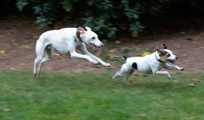 How come I'm always the hare
Keywords: Dog Dogs Jack Russell Terrier Okii Terriers Whippet Willow