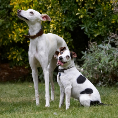 I know, I'm cute
Klíčová slova: Dog Dogs Jack Russell Terrier Okii Terriers Tongue Whippet Willow