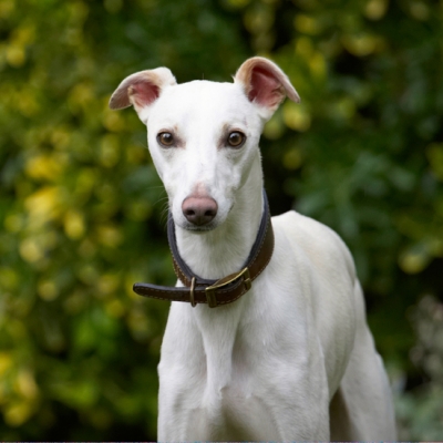 What to do
Ключевые слова: Dog Dogs Whippet Willow