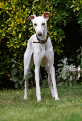 I'll think of something
Schlüsselwörter: Dog Dogs Whippet Willow