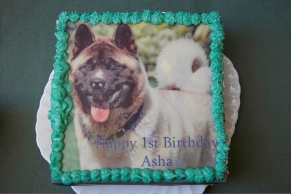Asha's first birthday cake
Anahtar kelimeler: Akita Asha Birthday Birthday Cake Cake Dog Dogs Tongue
