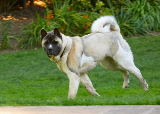 It's my burfday and I'll do what I like - OK?!
Keywords: Akita Asha Birthday Cake Dog Dogs