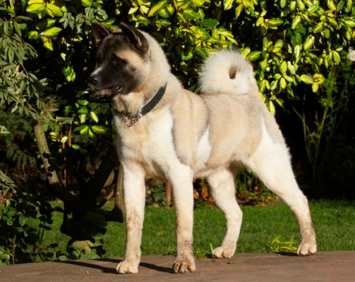 Is this my burfday portrait?
Schlüsselwörter: Akita Asha Birthday Cake Dog Dogs