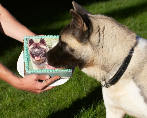 Wait a minute - that looks like me
Anahtar kelimeler: Akita Asha Birthday Cake Dog Dogs Tongue