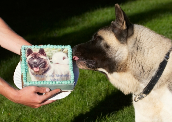 Jus' testing to see if it's OK
Avainsanat: Akita Asha Birthday Cake Dog Dogs Tongue