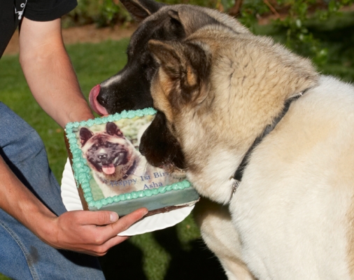 Hey, this is a good likeness
Palabras clave: Akita Asha Birthday Cake Dog Dogs Sky Tongue