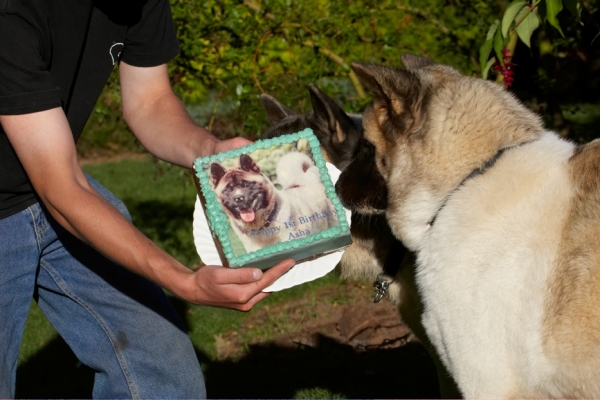 Gosh, it's like looking in a mirror
Keywords: Akita Asha Birthday Cake Dog Dogs Grzegorz Sky Tongue