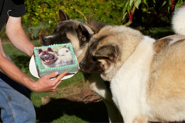 OK, I might as well get in on the act!
Klíčová slova: Akita Asha Birthday Cake Dog Dogs Grzegorz Sky Tongue