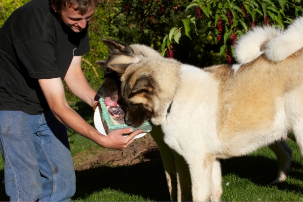 We'll make short work of this
الكلمات الإستدلالية(لتسهيل البحث): Akita Asha Birthday Cake Dog Dogs Grzegorz Sky Tongue