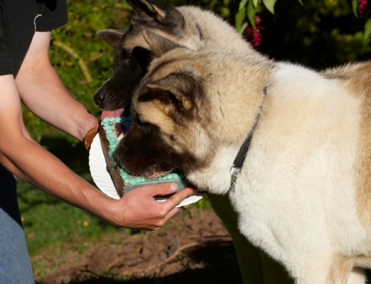 Mmmm, mmmm, just what the doctor ordered
Trefwoorden: Akita Asha Birthday Cake Dog Dogs Grzegorz Sky Tongue