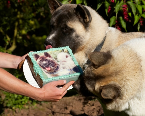 I'll see if his finger tastes better
Palabras clave: Akita Asha Birthday Cake Dog Dogs Sky Tongue