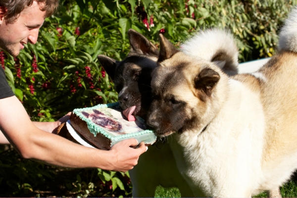 This is sure lip smackin' good
Keywords: Akita Asha Birthday Cake Dog Dogs Grzegorz Sky Tongue