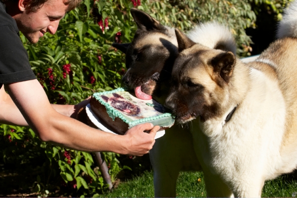Let's have a birthday every day!
Keywords: Akita Asha Birthday Cake Dog Dogs Grzegorz Sky Tongue