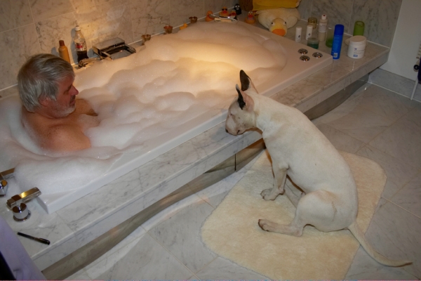 Let me think about it
Ključne besede: Bath Bathroom Bubbles Craig Dog Dogs English Bull Terrier Mana Terriers