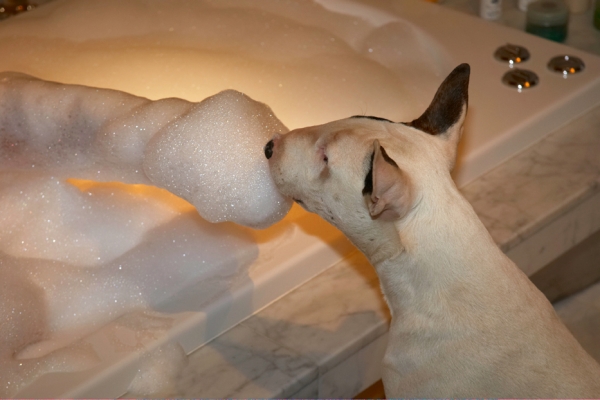 Don't try to flannel me
Keywords: Bath Bathroom Bubbles Dog Dogs English Bull Terrier Mana Terriers