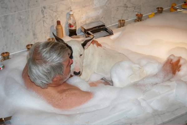 ........... tighter
Keywords: Bath Bathroom Bubbles Craig Dog Dogs English Bull Terrier Mana Terriers