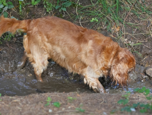 Oh, goody, mud
Anahtar kelimeler: Dog Dogs King Charles Spaniel Ruby Spaniels