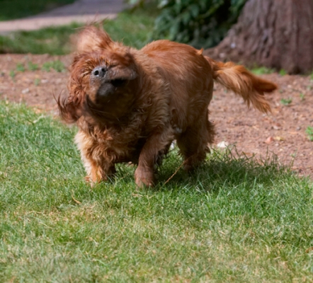 ......... now I gotta shake it off
Palabras clave: Dog Dogs King Charles Spaniel Ruby Spaniels