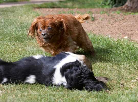 What HAVE you got there, Jasper?
Anahtar kelimeler: Dog Dogs Jasper King Charles Spaniel Ruby Spaniels Tongue