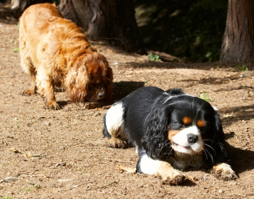 We're each doin' our own thing
Ključne besede: Dog Dogs Jasper King Charles Spaniel Ruby Spaniels Tongue