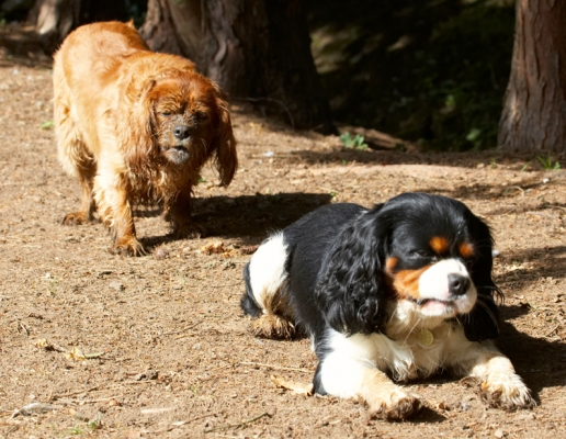 I'm gonna ask Jasper if he thinks I look prettier .......
Keywords: Dog Dogs Jasper King Charles Spaniel Ruby Spaniels Tongue