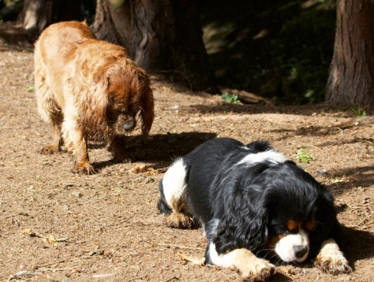 .......... too bad, he's too busy sniffing
Keywords: Dog Dogs Jasper King Charles Spaniel Ruby Spaniels Tongue