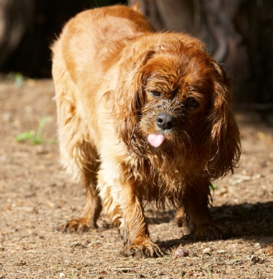 You don't think I look prettier?!...........
Ключевые слова: Dog Dogs King Charles Spaniel Ruby Spaniels Tongue