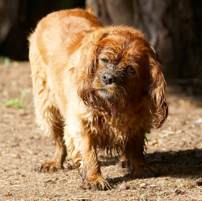 ......... well, I do
Ключові слова: Dog Dogs King Charles Spaniel Ruby Spaniels