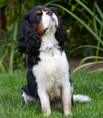 That's interesting
Palabras clave: Dog Dogs Jasper King Charles Spaniel Spaniels Tongue