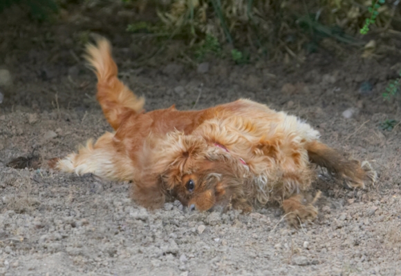 Now for a dry scrub
Palabras clave: Dog Dogs King Charles Spaniel Ruby Spaniels