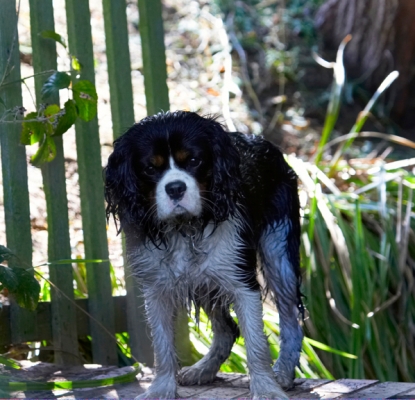 Well, I didn't mean to fall in
Palabras clave: Dog Dogs Jasper King Charles Spaniel Spaniels Tongue